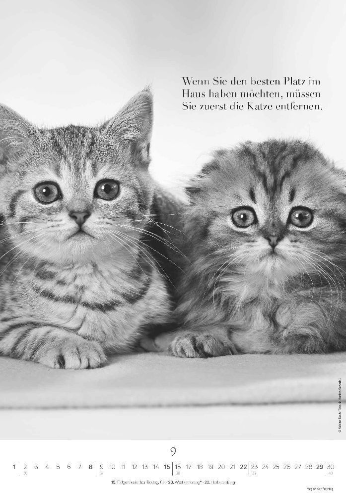 Bild: 4251732334871 | Der poetische Katzenkalender 2024 - Bild-Kalender 23,7x34 cm - mit...