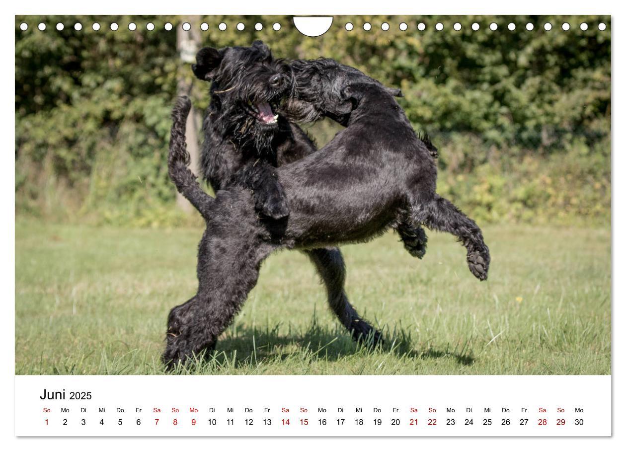 Bild: 9783435424887 | Schnauzer... von Zwergen und Riesen 2025 (Wandkalender 2025 DIN A4...