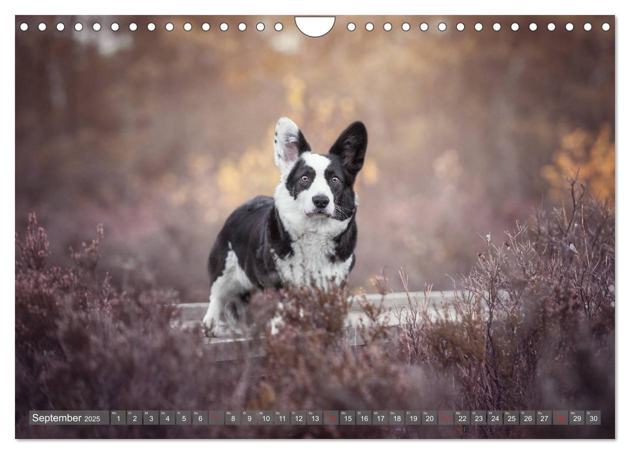 Bild: 9783435118861 | Welsh Corgi - Der Kobold unter den Hunden (Wandkalender 2025 DIN A4...