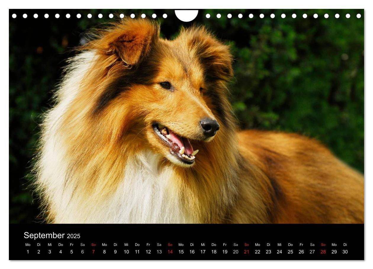 Bild: 9783435768646 | Sheltie 2025 (Wandkalender 2025 DIN A4 quer), CALVENDO Monatskalender