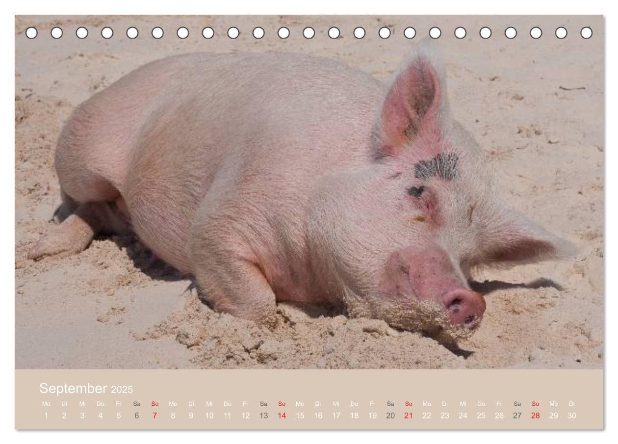 Bild: 9783435738816 | Schwimmende Schweine auf den Bahamas! (Tischkalender 2025 DIN A5...