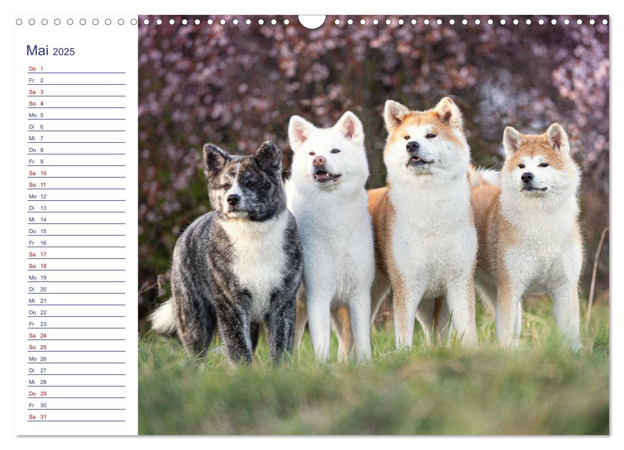 Bild: 9783435101900 | Japans Seelenhunde (Wandkalender 2025 DIN A3 quer), CALVENDO...