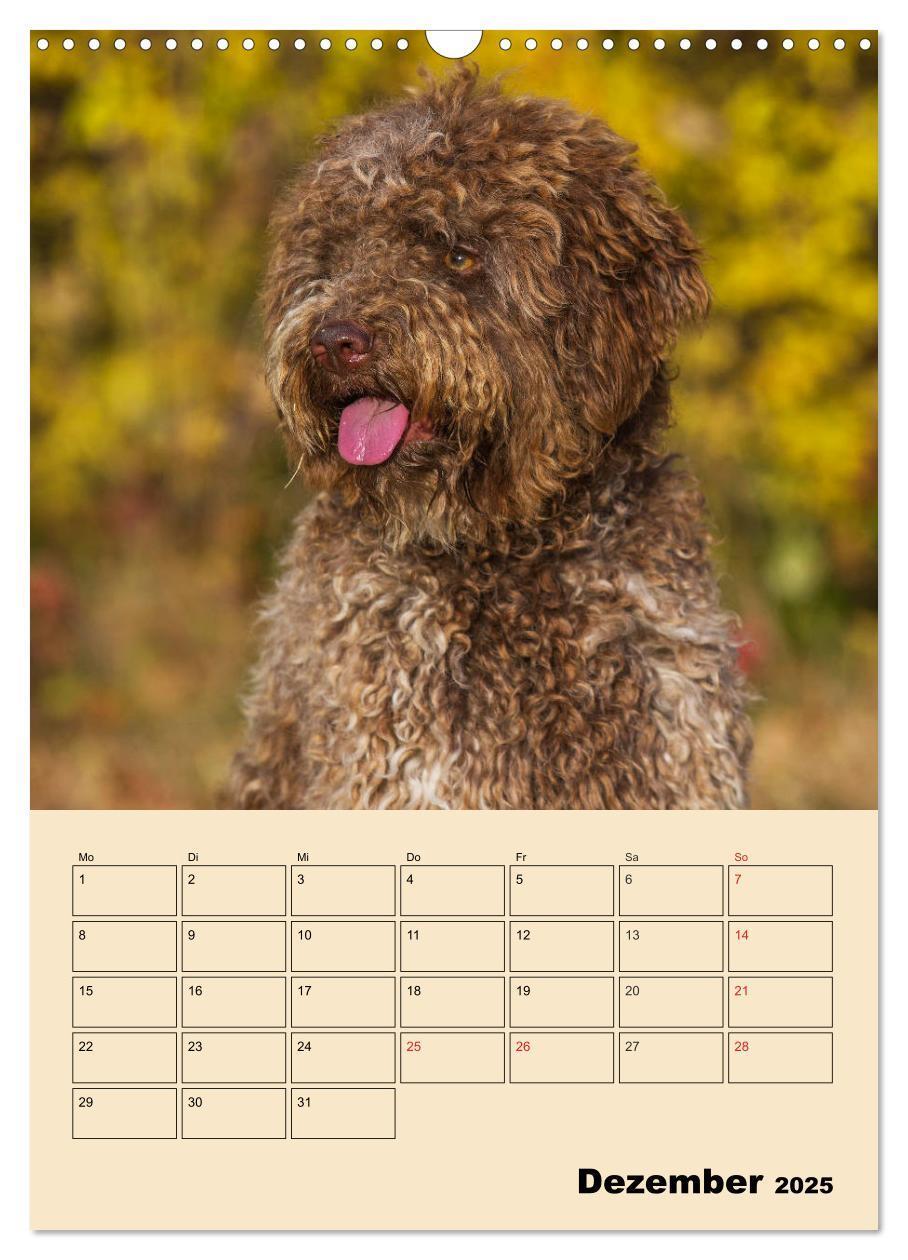 Bild: 9783435959013 | Jahresplaner Lagotto Romagnolo (Wandkalender 2025 DIN A3 hoch),...