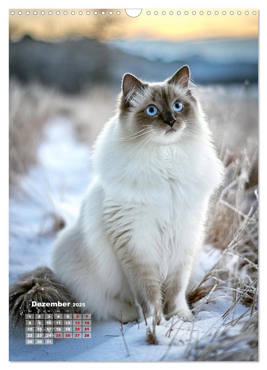 Bild: 9783383833311 | Pfotenabenteuer - Ragdolls in der Natur (Wandkalender 2025 DIN A3...