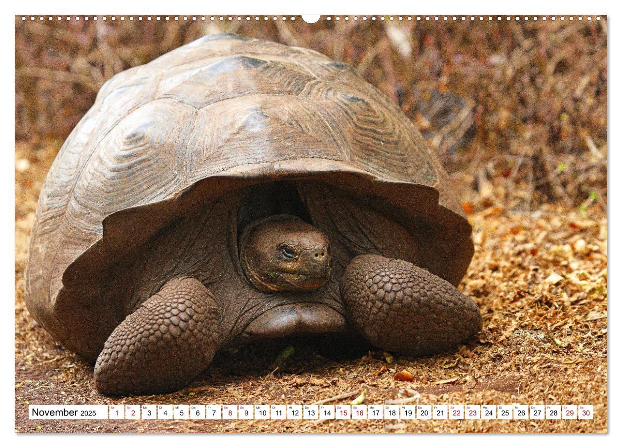 Bild: 9783383907241 | Galápagos - Die verwunschenen Inseln (Wandkalender 2025 DIN A2...