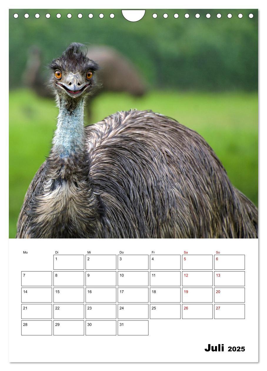 Bild: 9783435932603 | Australiens faszinierende Tierwelt (Wandkalender 2025 DIN A4 hoch),...