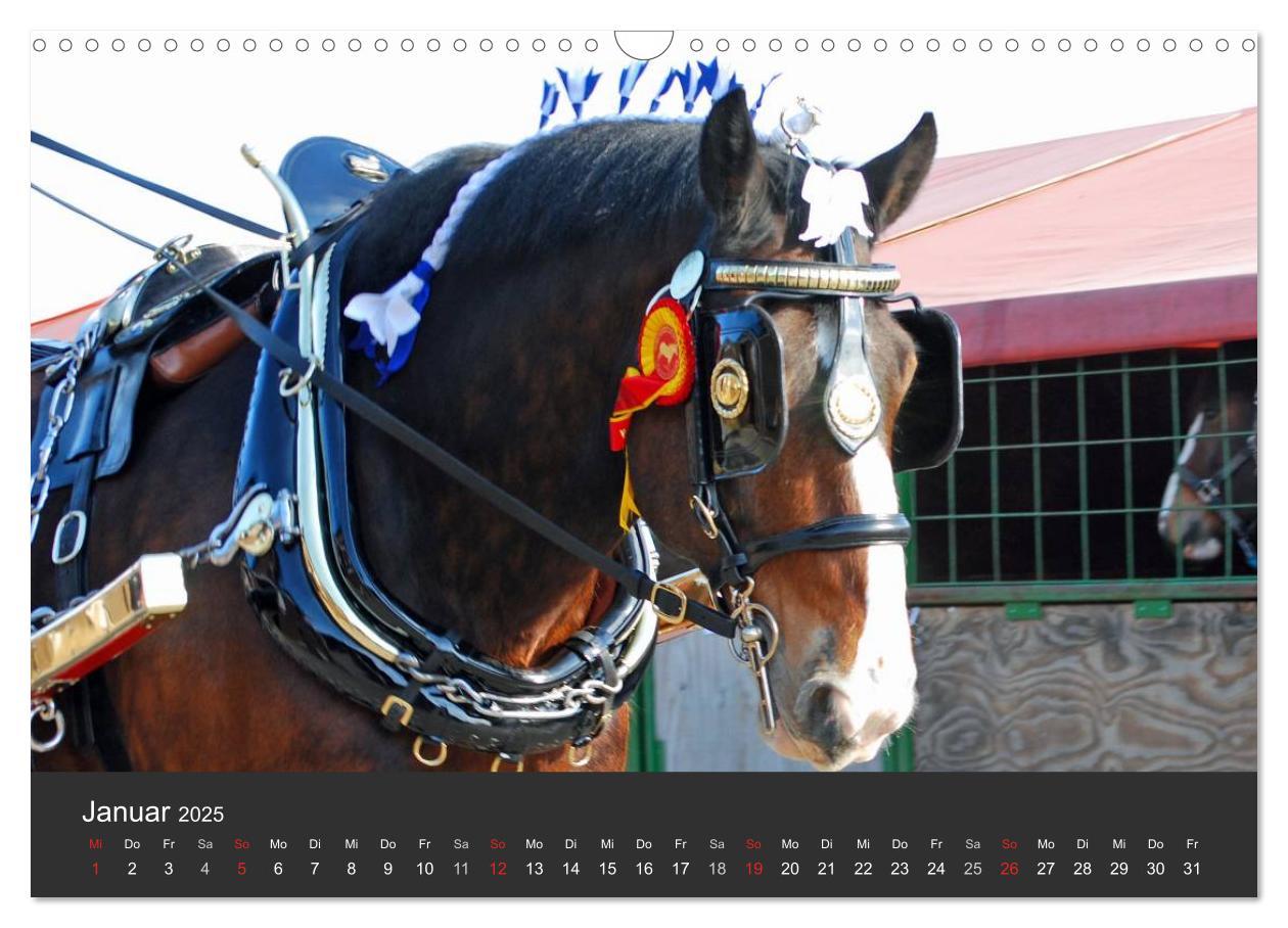 Bild: 9783435761708 | Shire Horse ¿ Prunkvolle Giganten (Wandkalender 2025 DIN A3 quer),...