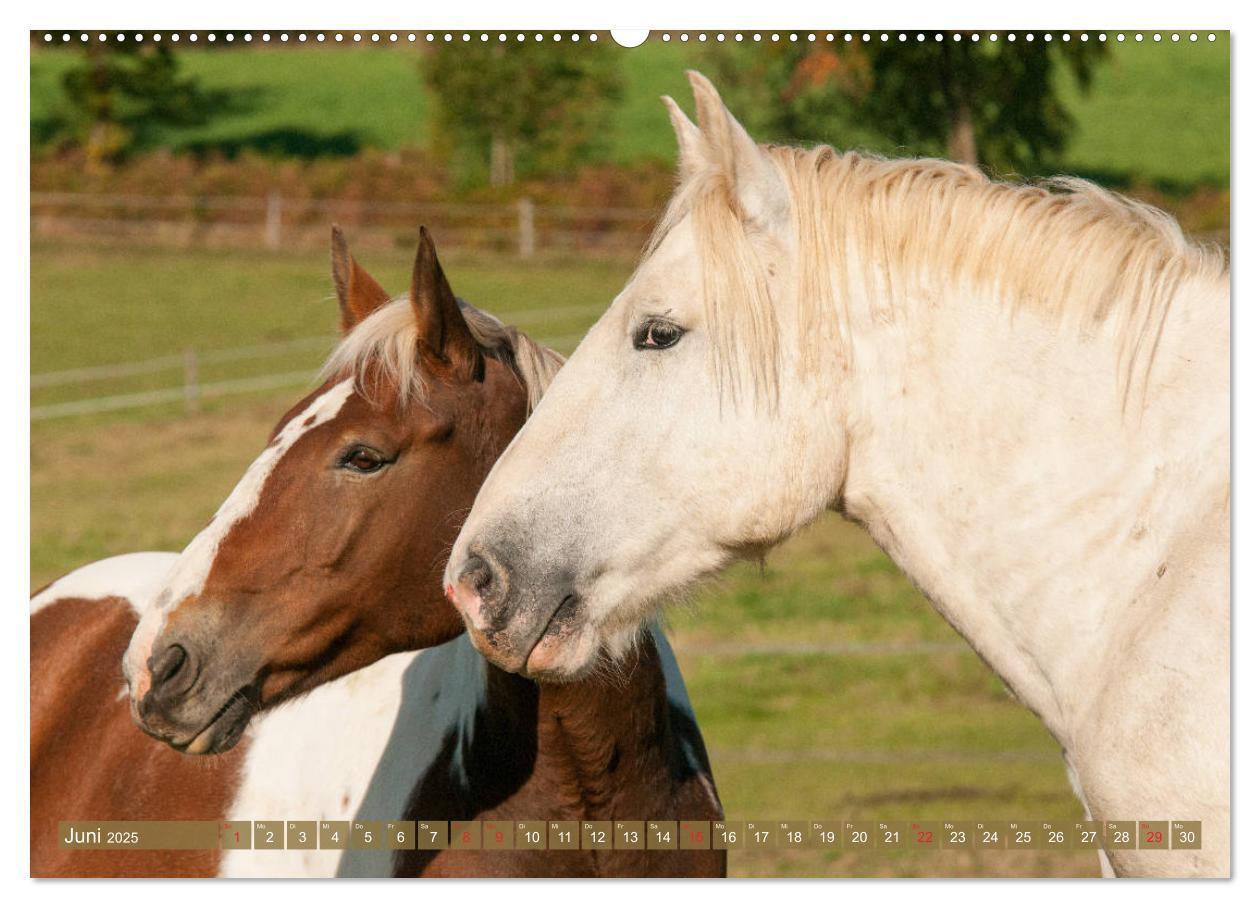 Bild: 9783435265817 | Kaltblüter - Schwere Pferde mit Charme (hochwertiger Premium...