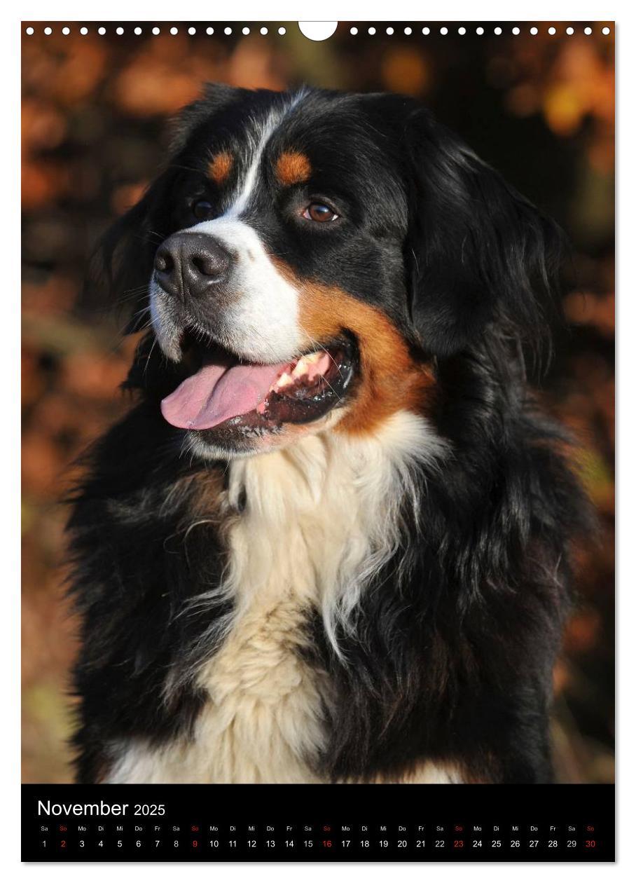 Bild: 9783457069172 | Berner Sennenhund 2025 (Wandkalender 2025 DIN A3 hoch), CALVENDO...