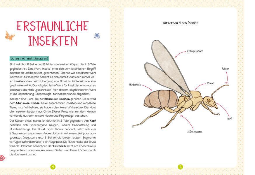 Bild: 9783741524660 | Mein Naturführer - Insekten | Entdecken · bestimmen · schützen | Buch