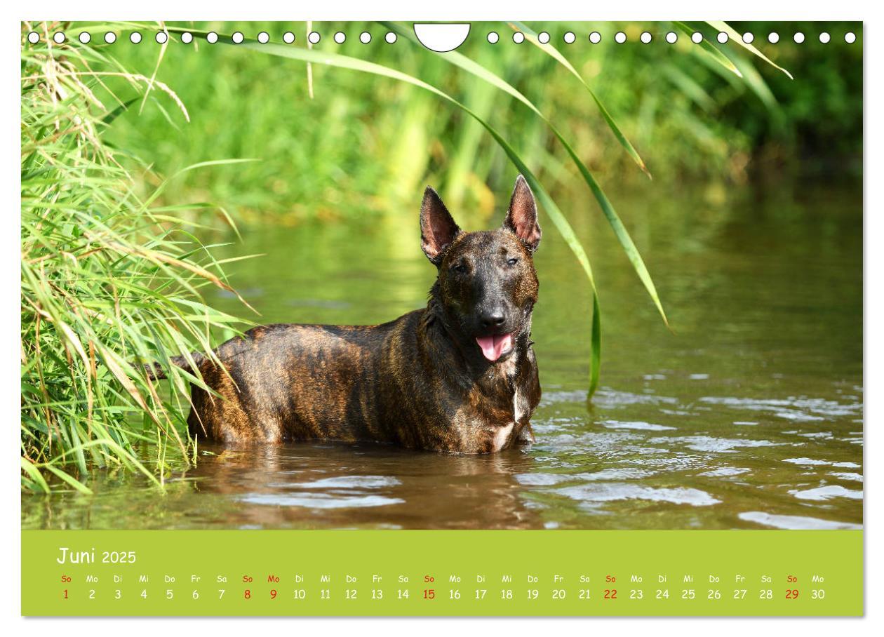 Bild: 9783435314577 | Einmal Bullterrier - immer Bullterrier (Wandkalender 2025 DIN A4...