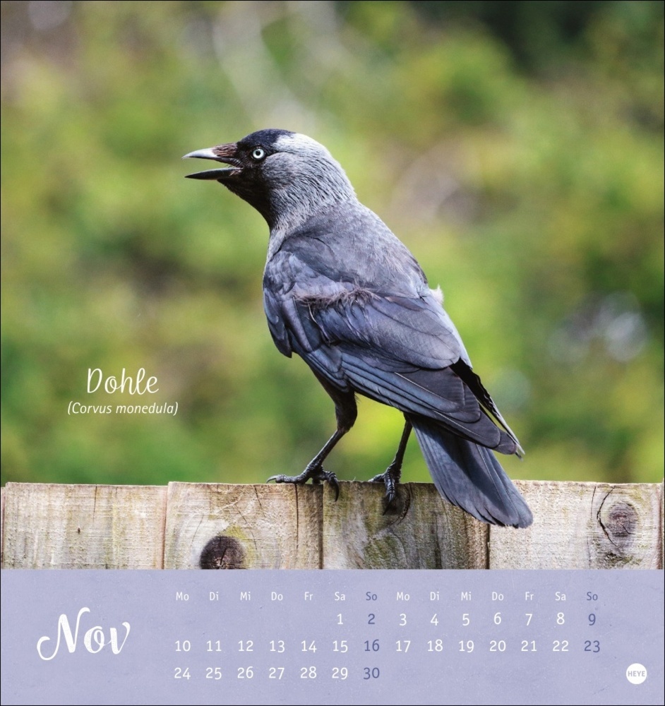 Bild: 9783756407125 | Vögel in unseren Gärten Postkartenkalender 2025 | Kalender | 13 S.