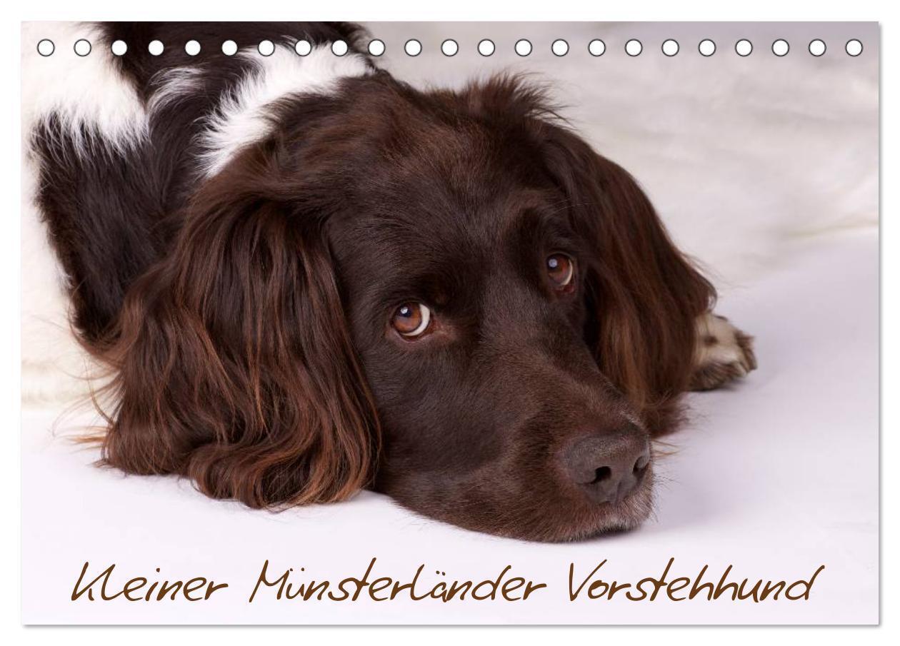 Cover: 9783435628728 | Kleiner Münsterländer Vorstehhund (Tischkalender 2025 DIN A5 quer),...