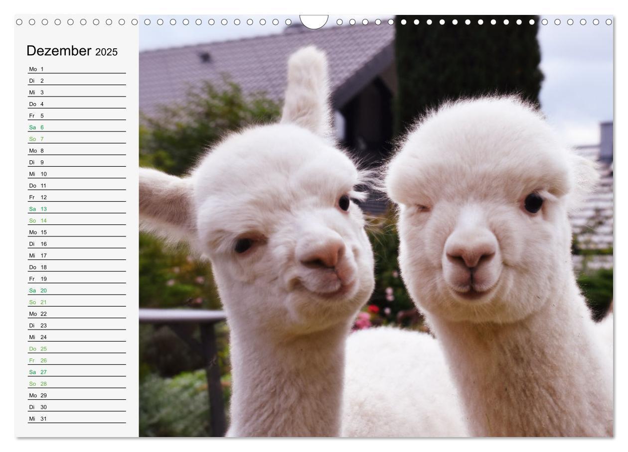 Bild: 9783383940231 | Alpakababys zum Verlieben (Wandkalender 2025 DIN A3 quer), CALVENDO...