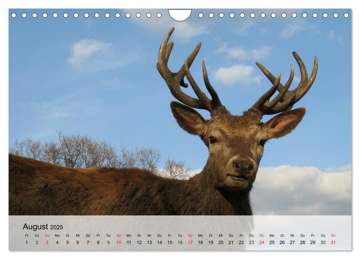 Bild: 9783435516292 | Rotwild. Edle Hirsche, stolze Kühe (Wandkalender 2025 DIN A4 quer),...