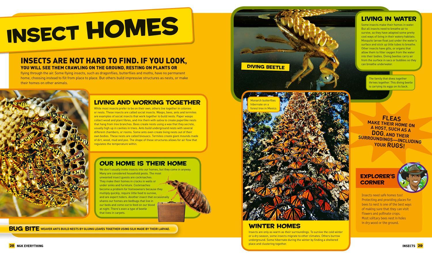 Bild: 9780008267780 | Everything: Insects | National Geographic Kids | Taschenbuch | 2018
