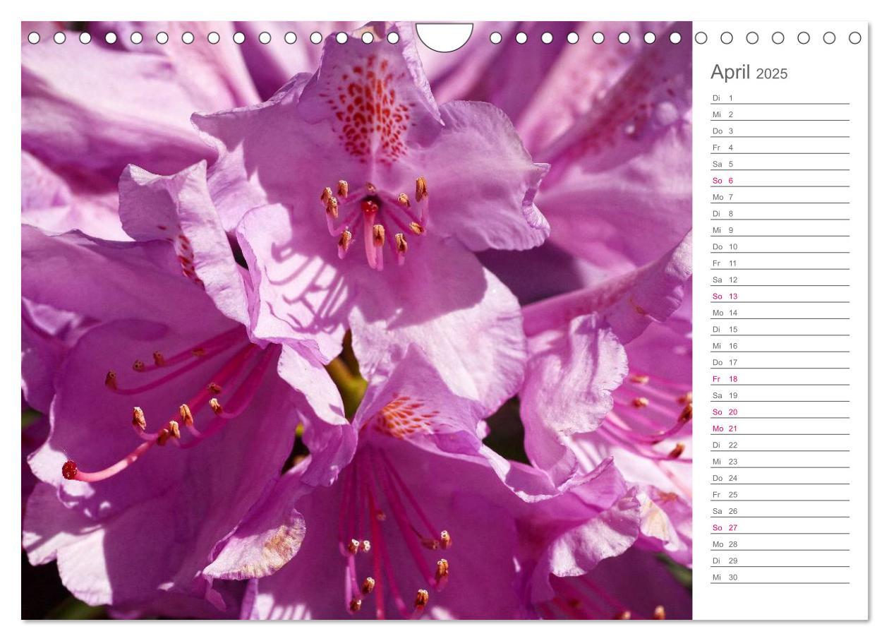 Bild: 9783435492091 | Rhododendron Schönheiten im Garten (Wandkalender 2025 DIN A4 quer),...