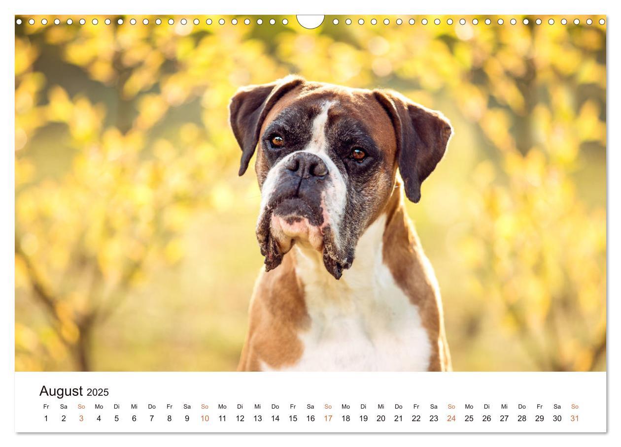 Bild: 9783435160143 | Deutscher Boxer (Wandkalender 2025 DIN A3 quer), CALVENDO...