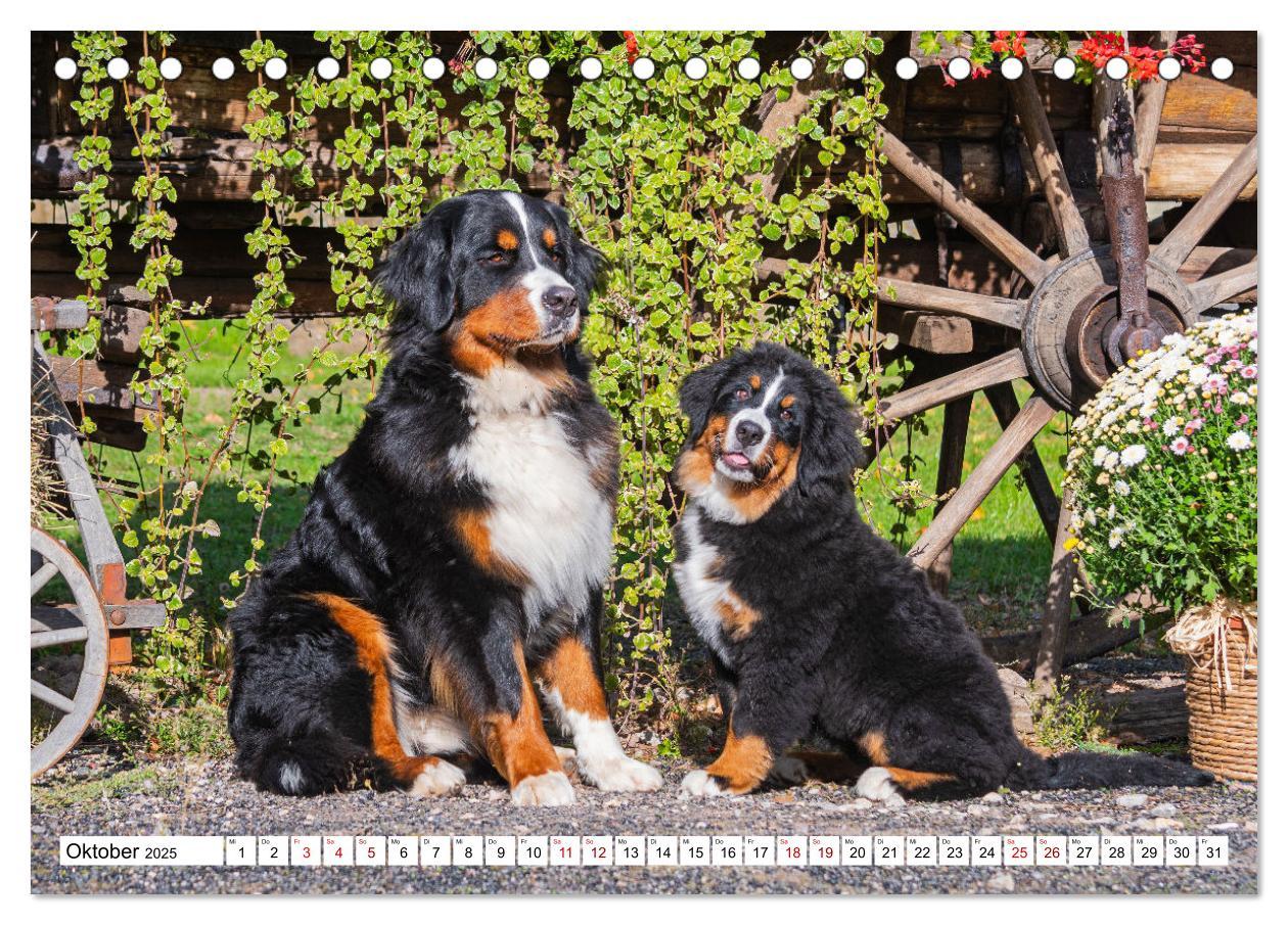 Bild: 9783383924279 | Berner Sennenhund - Eine Liebe für´s Leben (Tischkalender 2025 DIN...