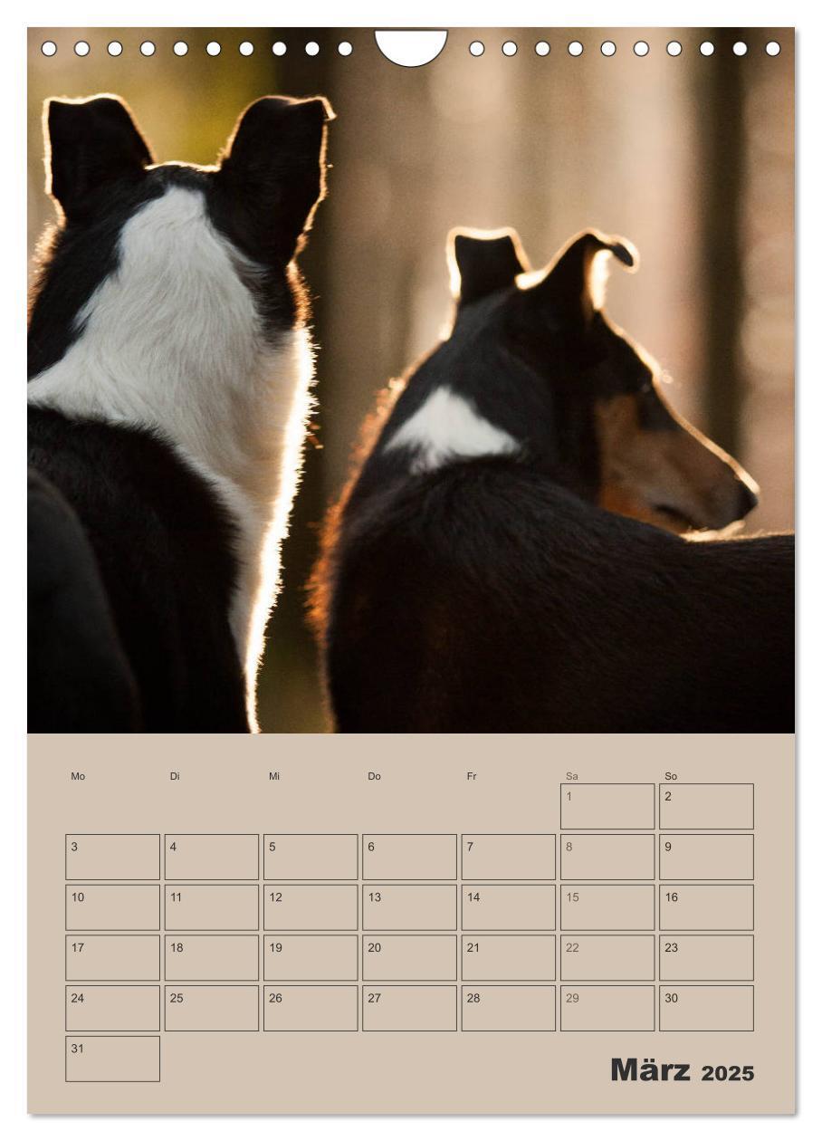 Bild: 9783457052280 | Kurzhaarcollies (Wandkalender 2025 DIN A4 hoch), CALVENDO...