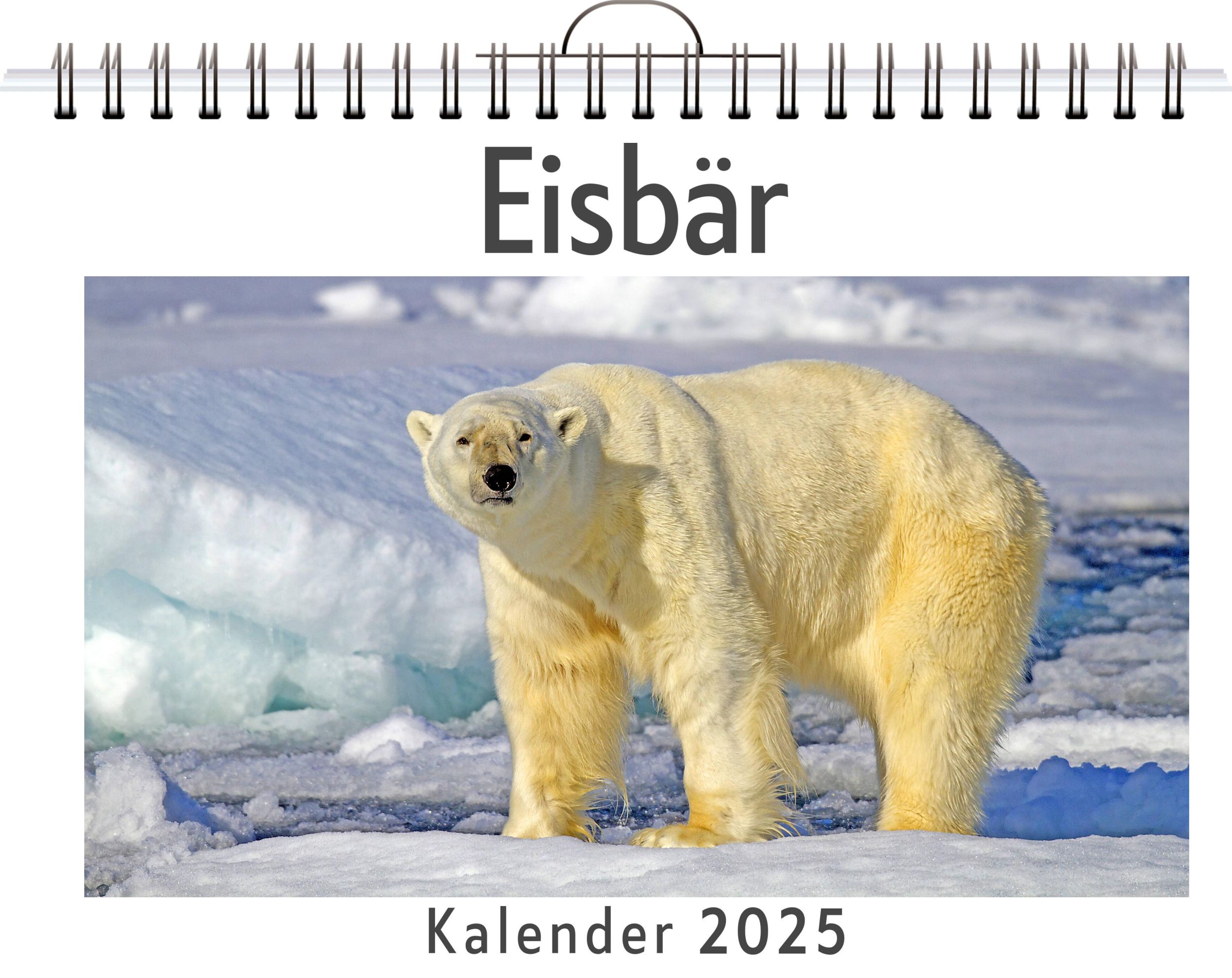 Cover: 9783759120687 | Eisbär | Anna Meier | Kalender | Kalender | 14 S. | Deutsch | FlipFlop