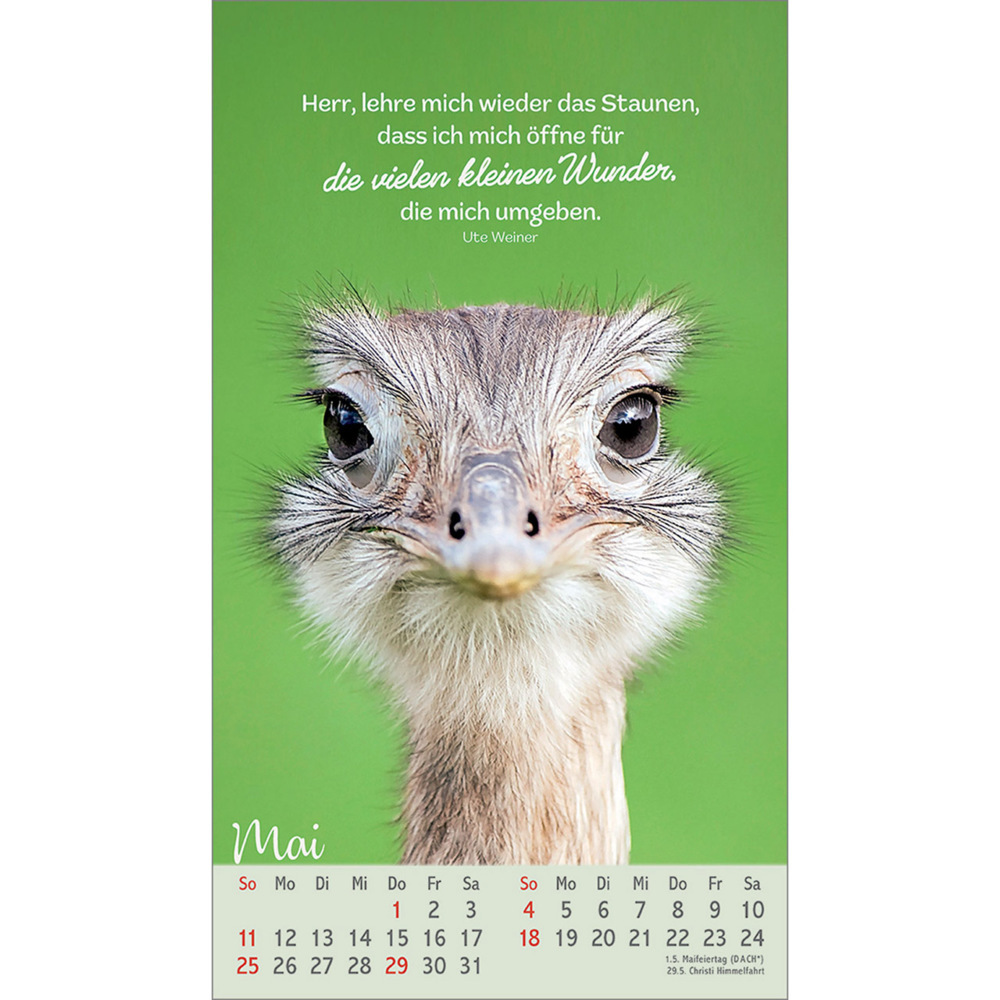 Bild: 9783754879757 | Beflügelt und geborgen | Vögel 2025 | Kalender | 13 S. | Deutsch