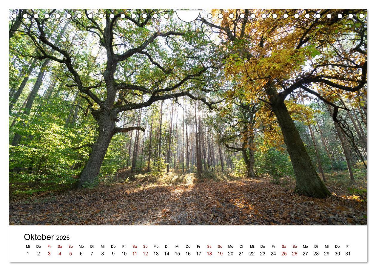 Bild: 9783435271405 | Altmarkliebe (Wandkalender 2025 DIN A4 quer), CALVENDO Monatskalender