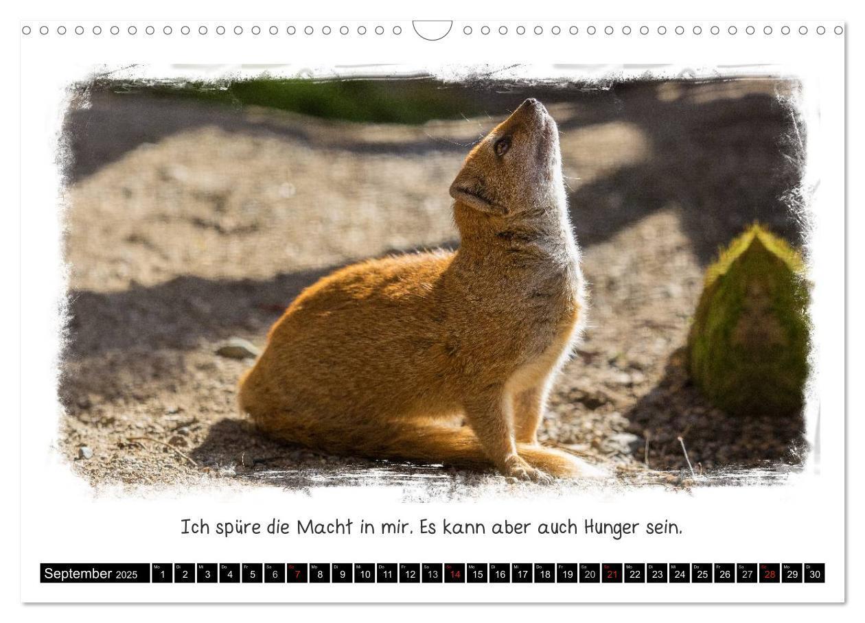 Bild: 9783435606658 | Tierisch witzig (Wandkalender 2025 DIN A3 quer), CALVENDO...