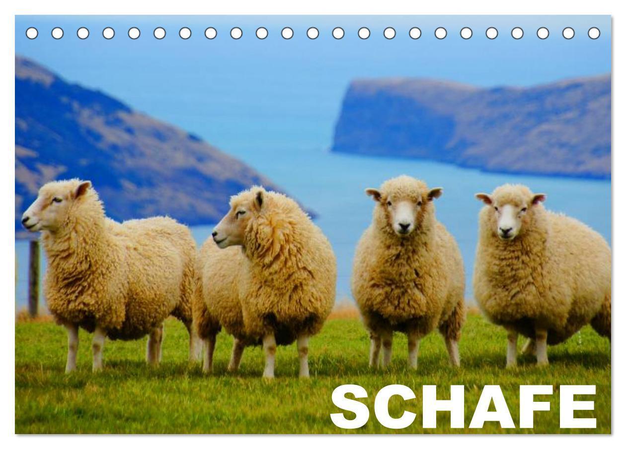 Cover: 9783383514210 | Schafe / Geburtstagskalender (Tischkalender 2024 DIN A5 quer),...