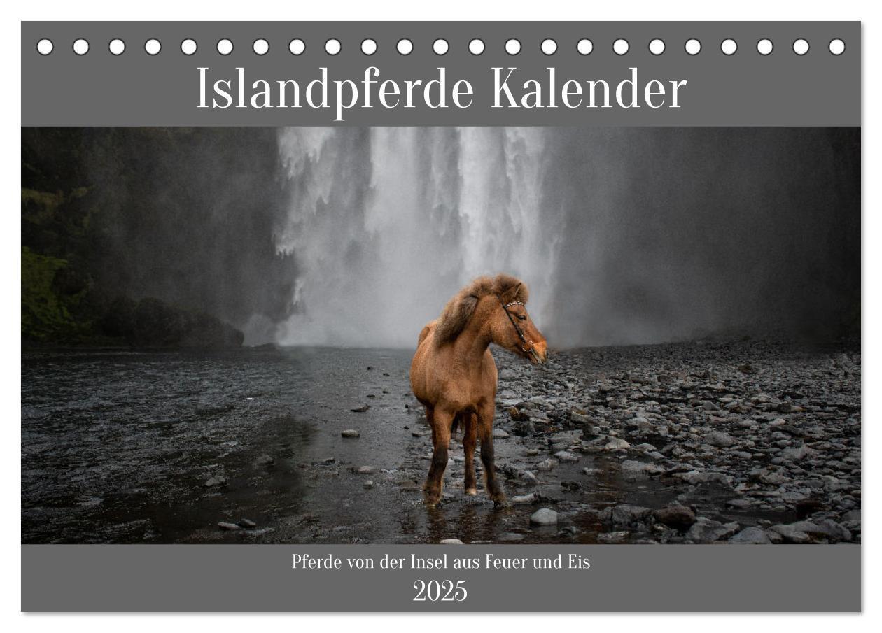 Cover: 9783383763557 | Islandpferde Kalender - Pferde von der Insel aus Feuer und Eis...