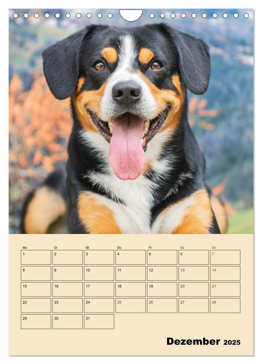 Bild: 9783435959198 | Jahresplaner Entlebucher Sennenhund (Wandkalender 2025 DIN A4...