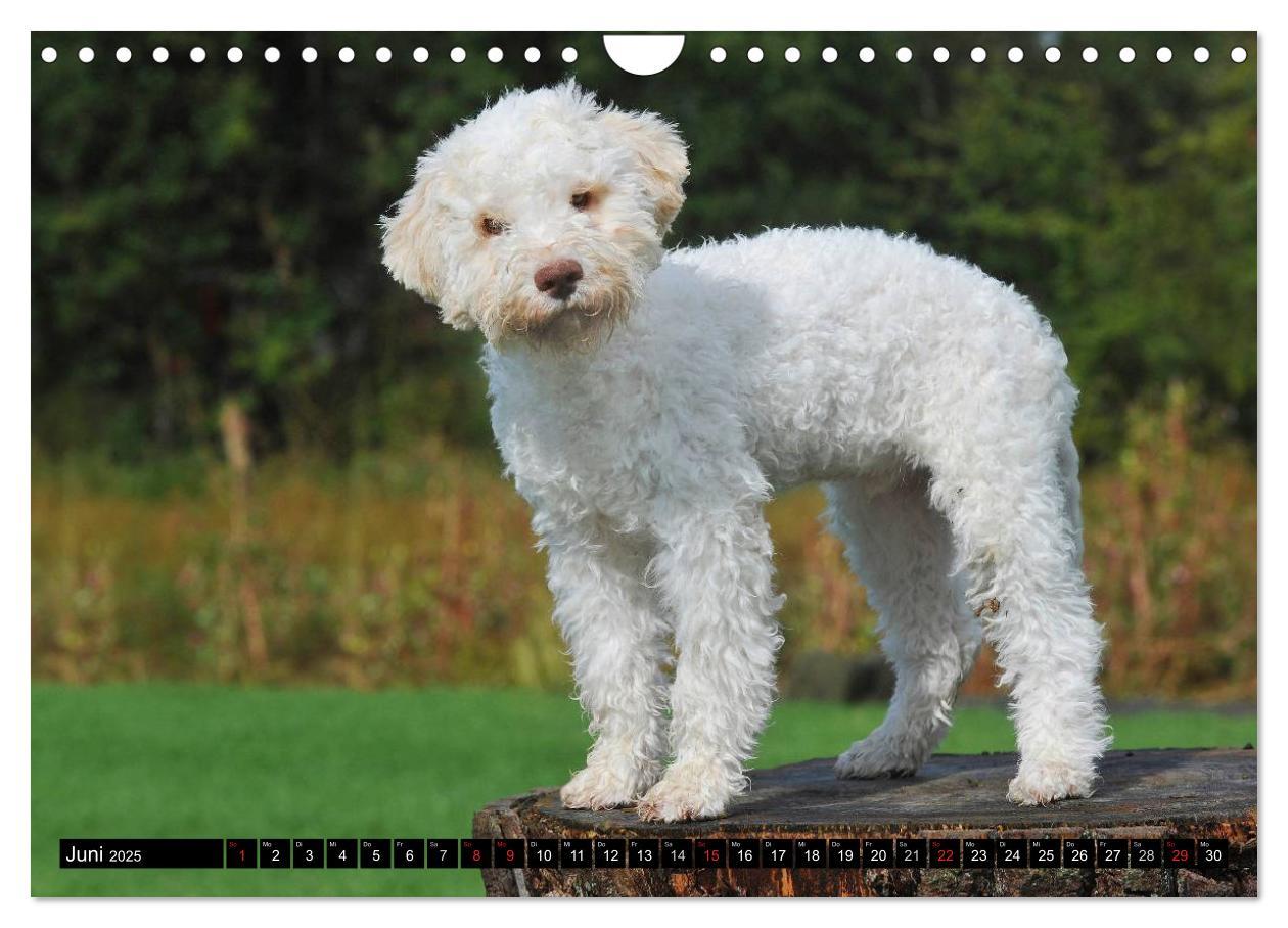 Bild: 9783435570898 | Lagotto Romagnolo - Italienischer Trüffelhund (Wandkalender 2025...