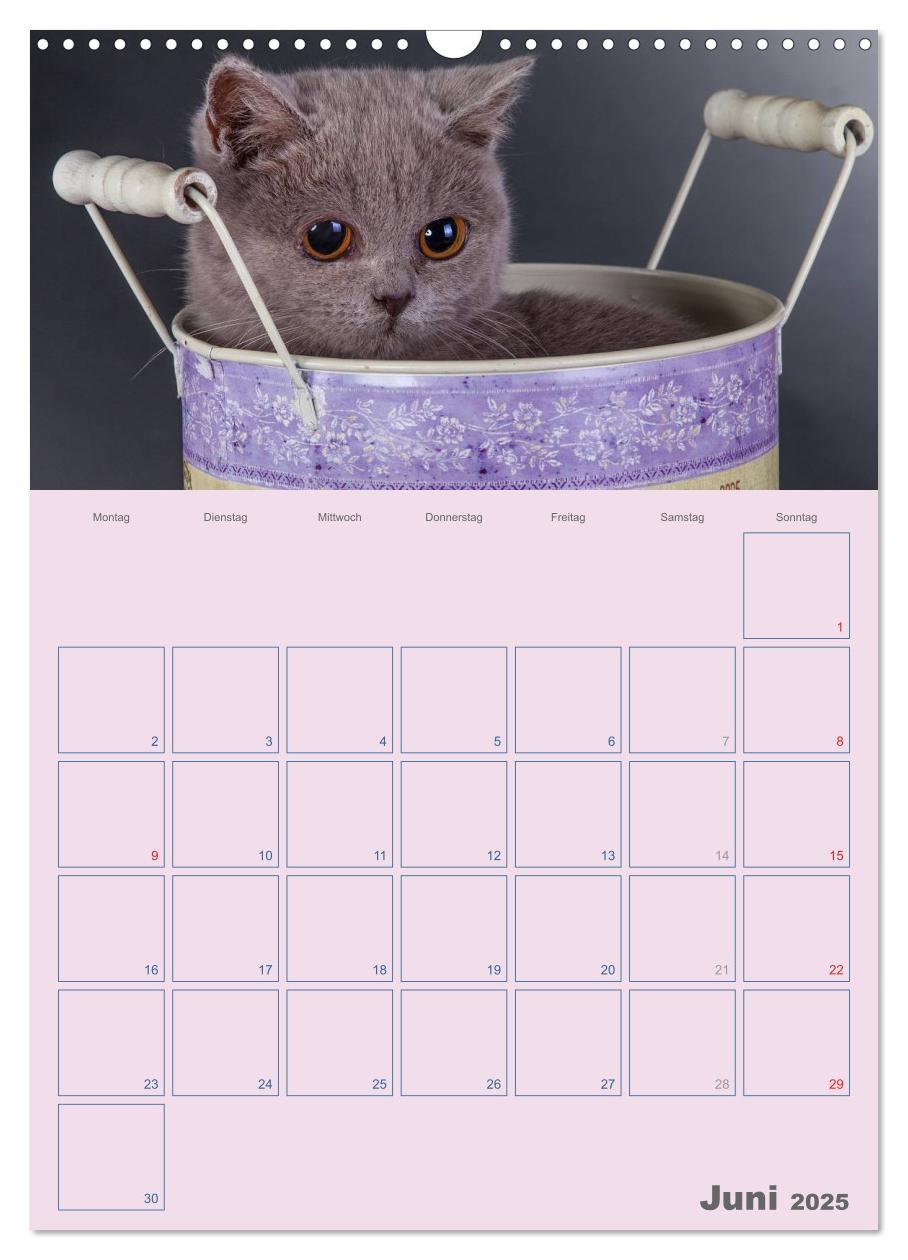 Bild: 9783457074480 | Britisch Kurzhaar Katzen - Planer (Wandkalender 2025 DIN A3 hoch),...