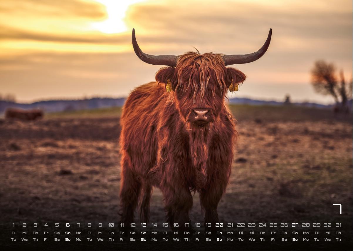 Bild: 9783986734381 | Afrikas Tierwelt - Der Tierkalender - 2025 - Kalender DIN A3 | de