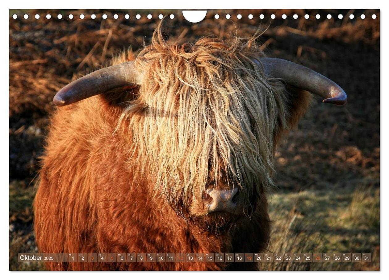 Bild: 9783435731640 | Schottische Hochlandrinder - Highland Cattle im Portrait...