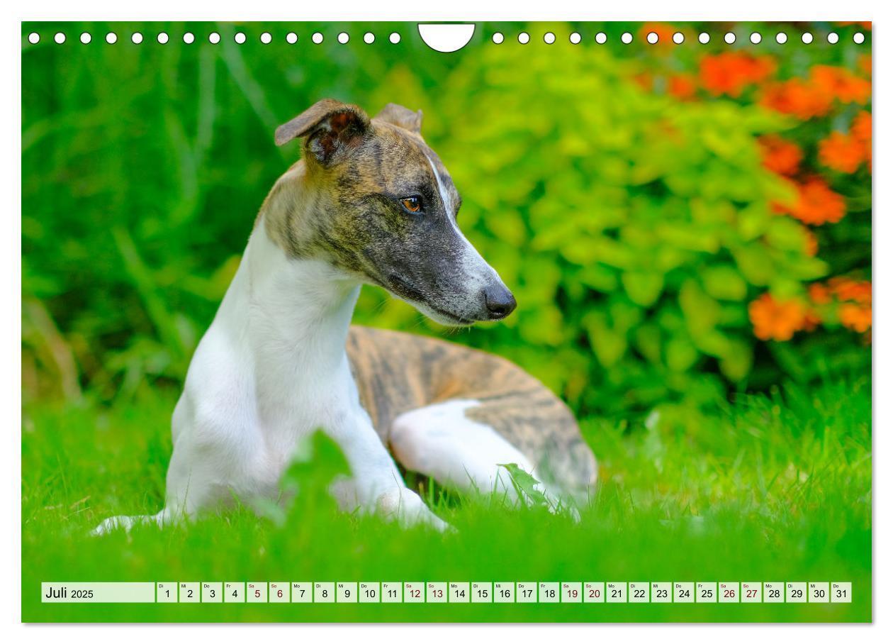 Bild: 9783383941917 | Der Whippet - ein Seelenhund (Wandkalender 2025 DIN A4 quer),...