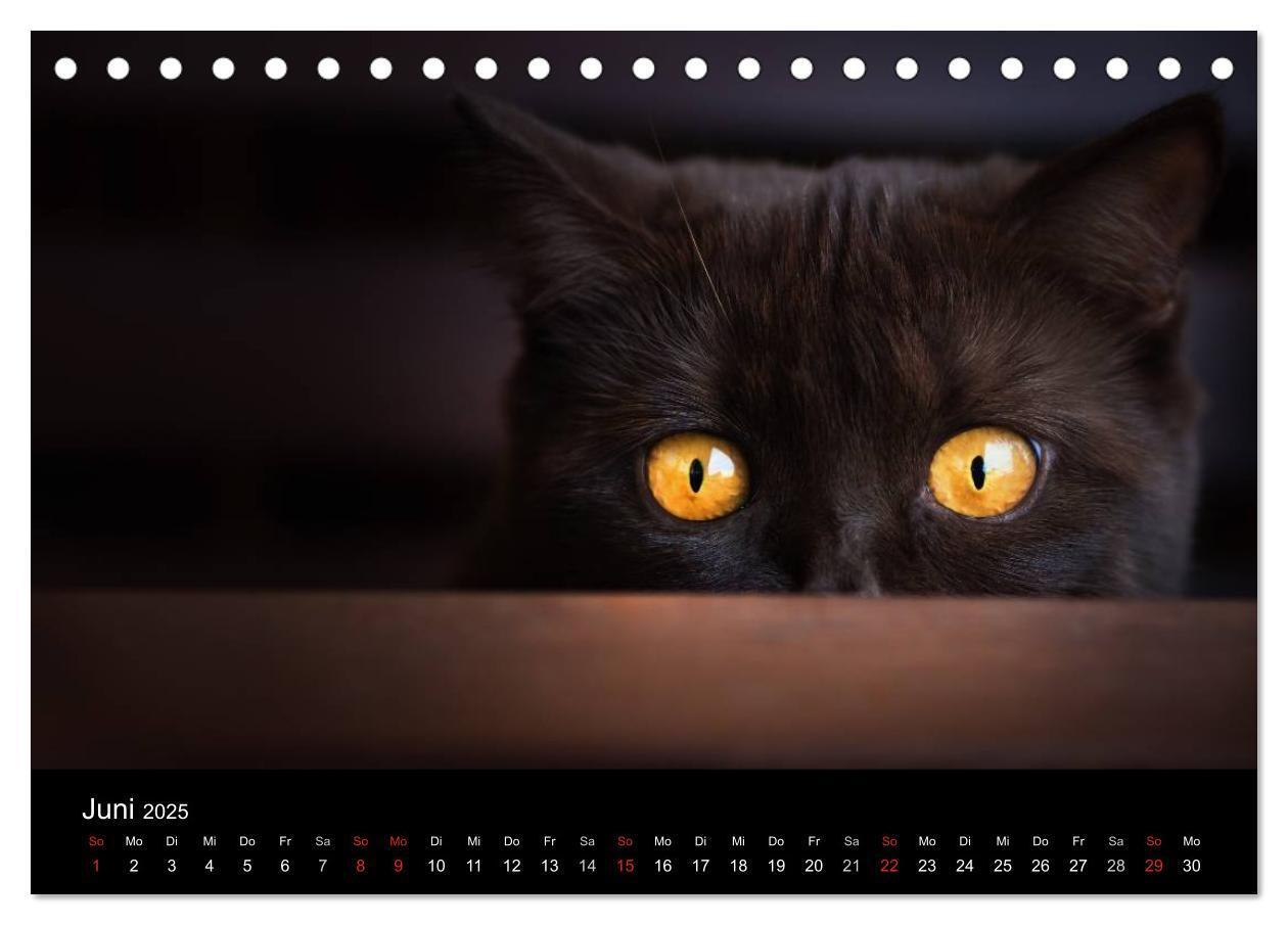 Bild: 9783435478453 | Schokoladige Britisch Kurzhaar Katzen (Tischkalender 2025 DIN A5...