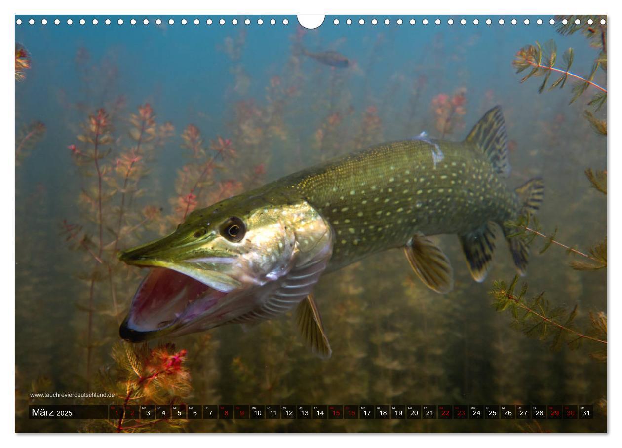 Bild: 9783435425600 | Tauchrevier Deutschland - Der Hecht (Esox lucius) (Wandkalender...