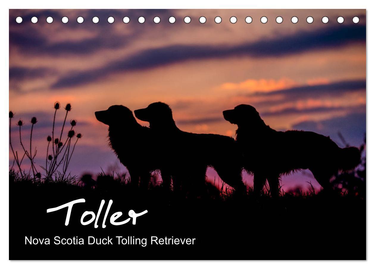 Cover: 9783435383771 | Toller - Nova Scotia Duck Tolling Retriever (Tischkalender 2025 DIN...