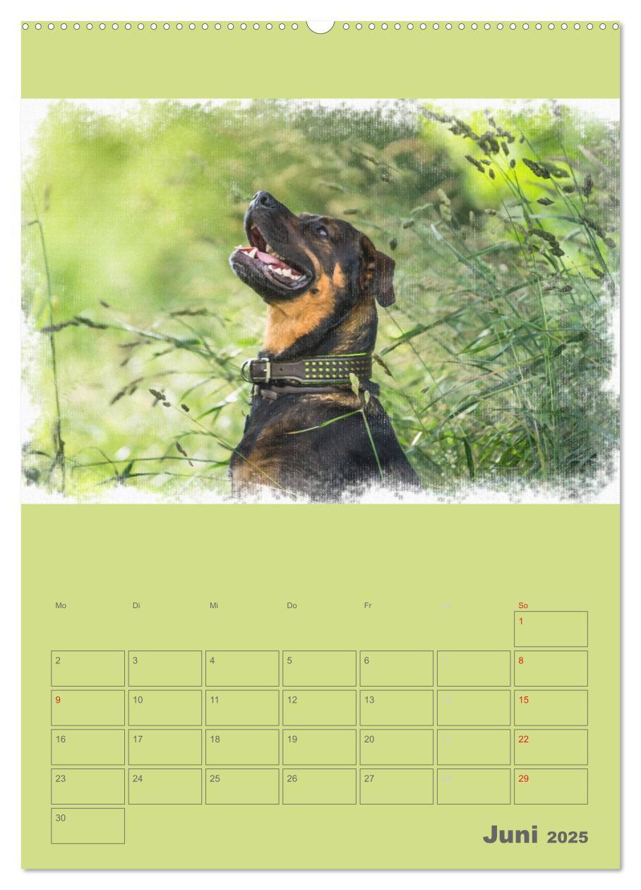 Bild: 9783457055656 | Hunde in Aquarell - Jahresplaner (Wandkalender 2025 DIN A2 hoch),...