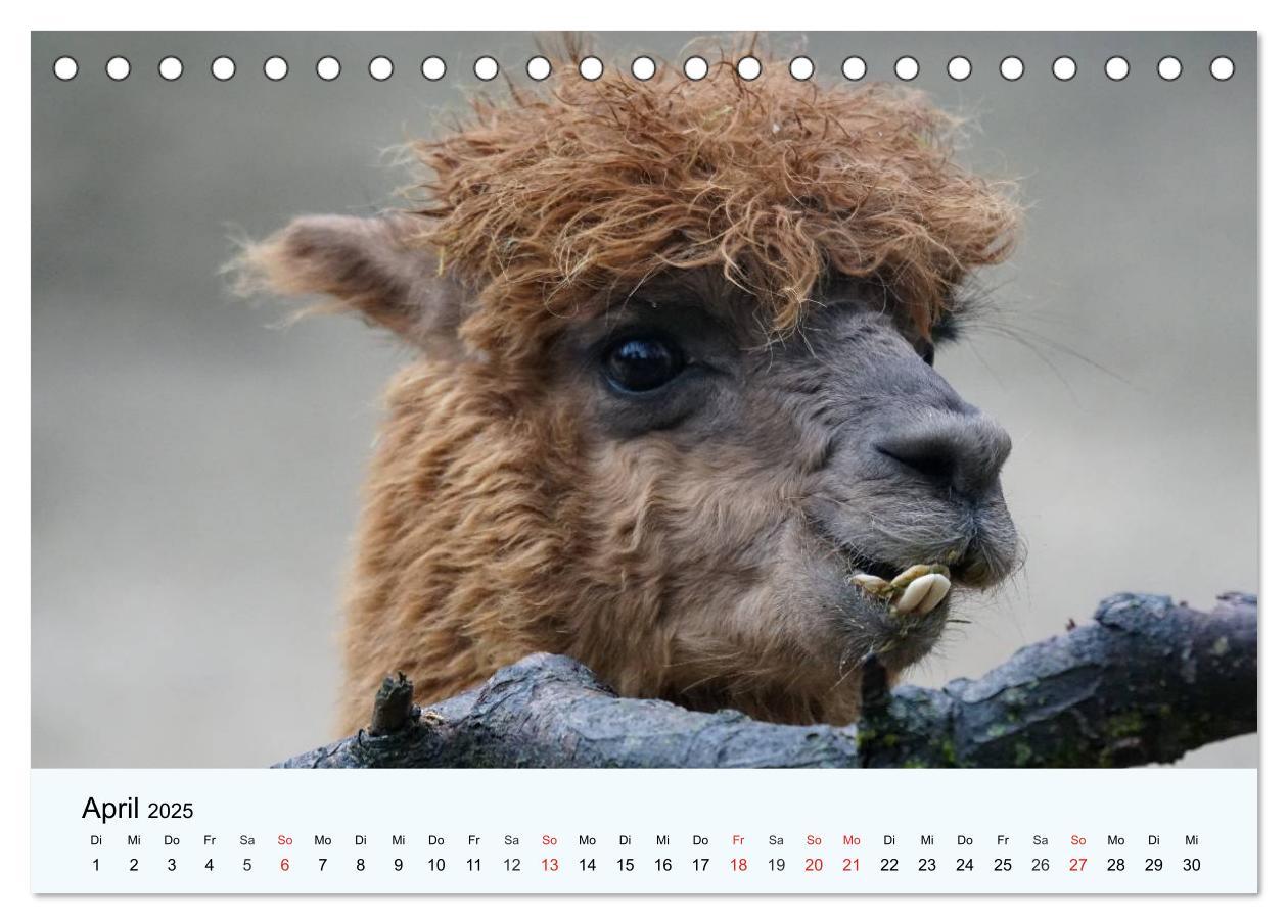 Bild: 9783435482511 | Die Kameliden. Hübsche Kamele, Lamas und Alpakas (Tischkalender...