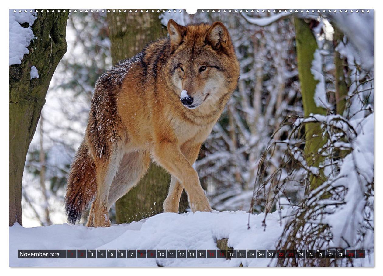 Bild: 9783435259519 | Begegnung mit dem Wolf (hochwertiger Premium Wandkalender 2025 DIN...