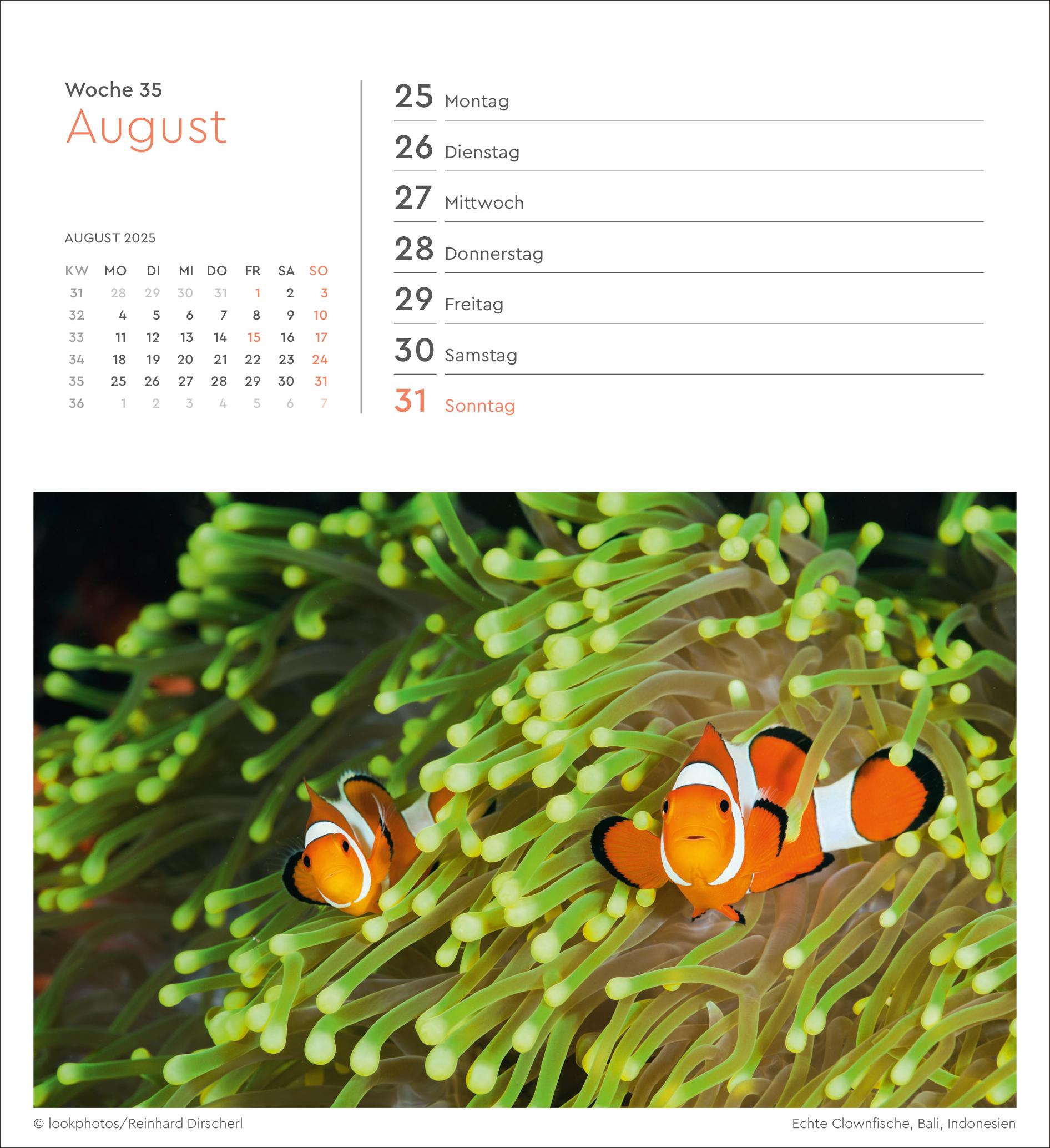 Bild: 9783965913905 | Summertime - KUNTH Postkartenkalender 2025 | Kalender | 53 S. | 2025