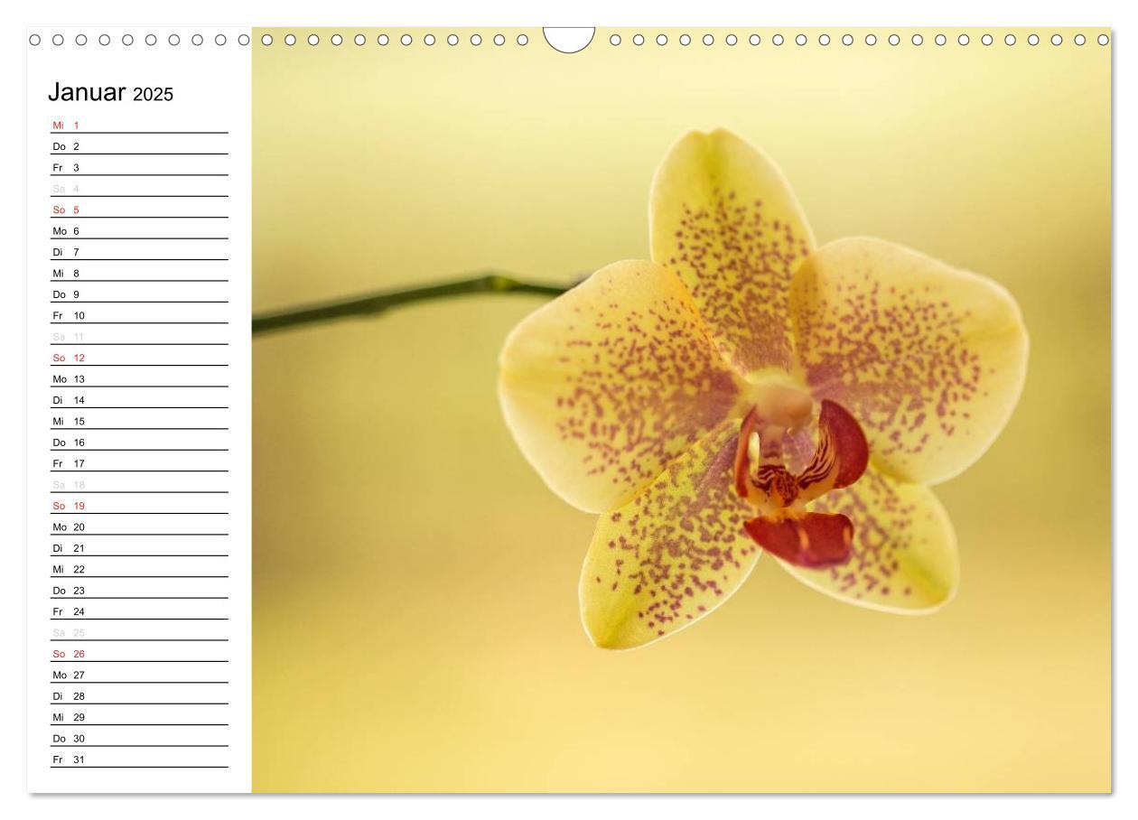 Bild: 9783435553303 | Blütenzauber Orchideen (Wandkalender 2025 DIN A3 quer), CALVENDO...