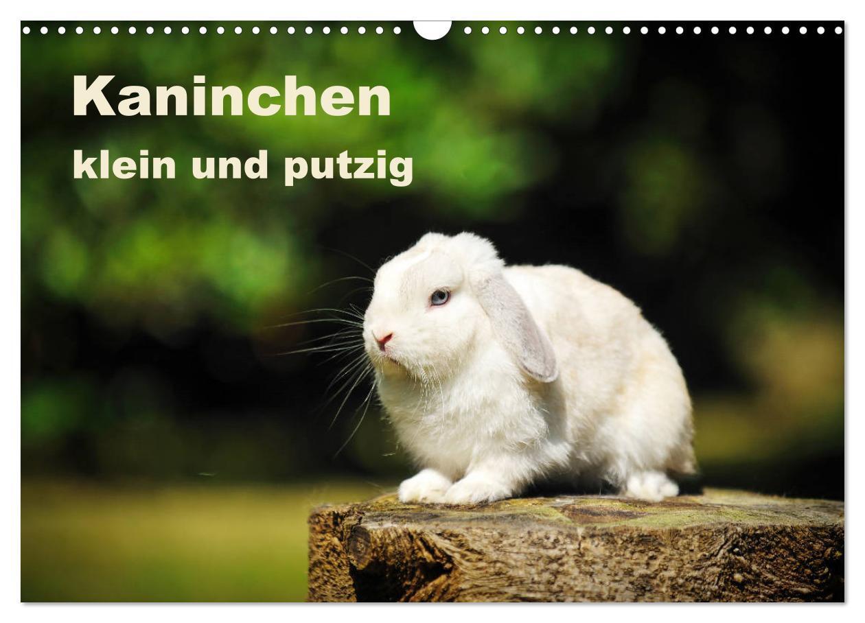 Cover: 9783675456488 | Kaninchen klein und putzig (Wandkalender 2024 DIN A3 quer),...