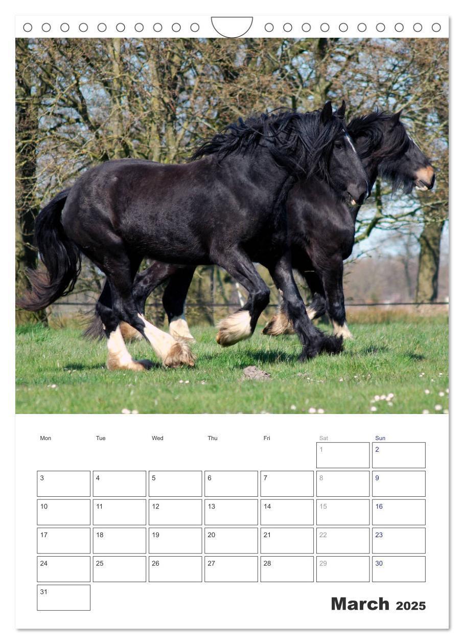 Bild: 9781325973057 | Shire Horses The Gentle Giants (Wall Calendar 2025 DIN A4...