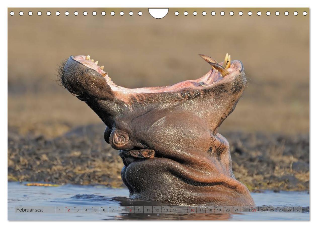 Bild: 9783435761456 | Flusspferde Magie des Augenblicks - Hippos in Afrika (Wandkalender...