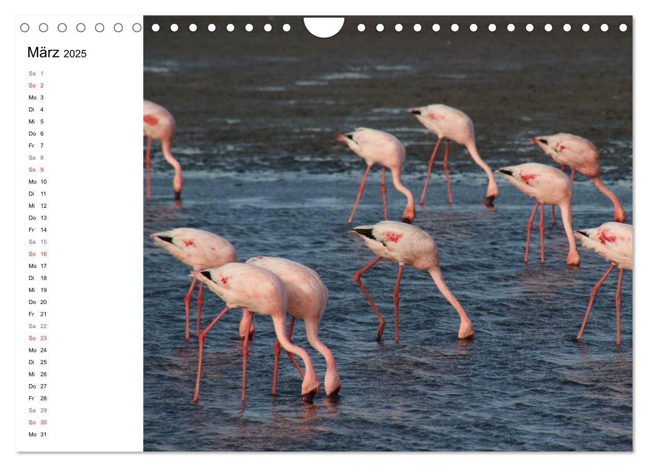 Bild: 9783435552818 | Namibia - Tierische Vielfalt (Planer) (Wandkalender 2025 DIN A4...