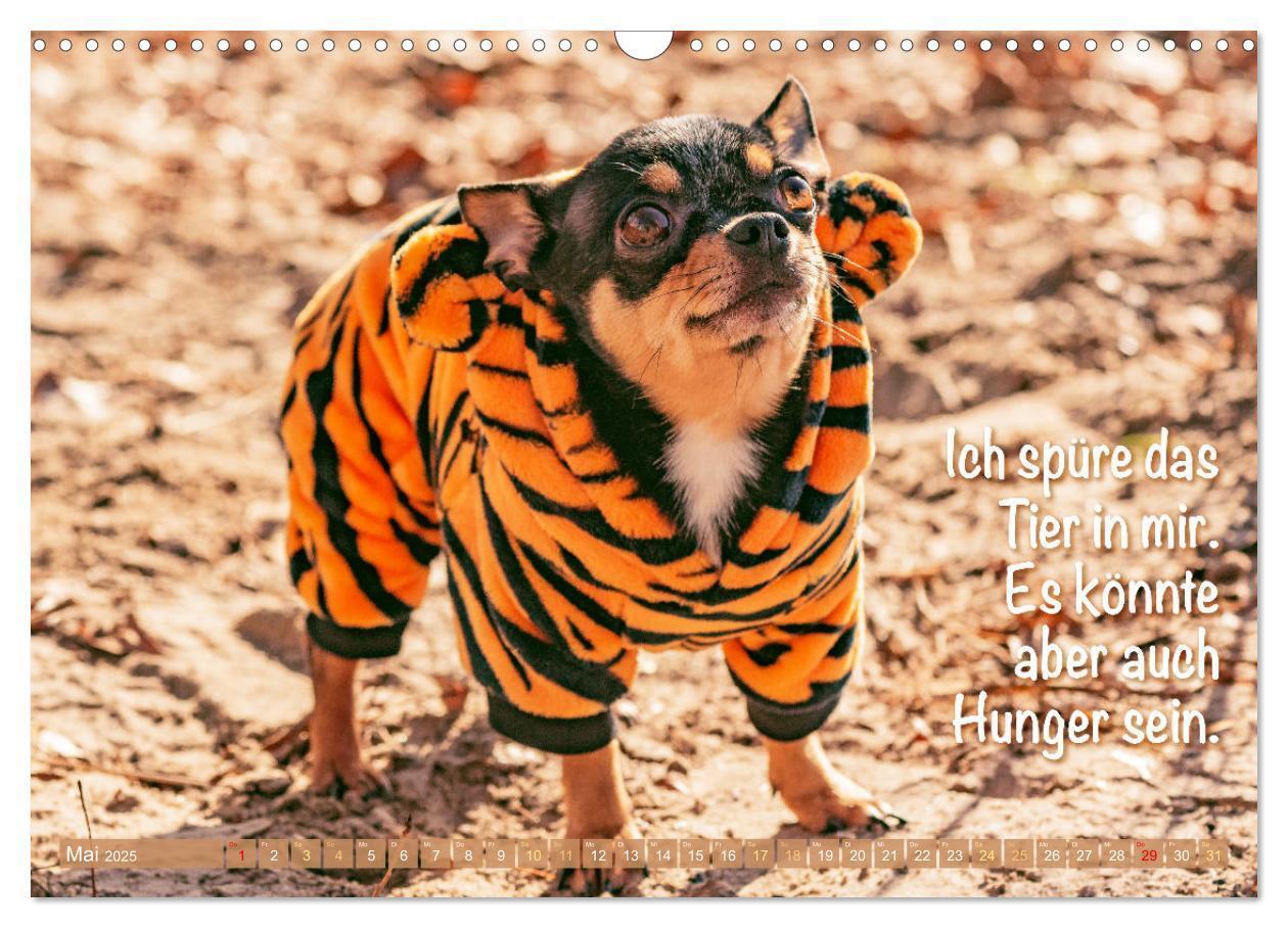 Bild: 9783457199817 | Chihuahua: Kleine Hunde, aber oho (Wandkalender 2025 DIN A3 quer),...