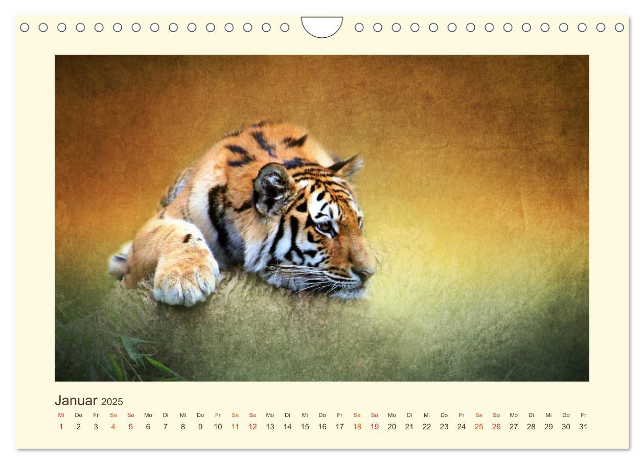 Bild: 9783435449378 | Sibirische Tigerportraits (Wandkalender 2025 DIN A4 quer), CALVENDO...